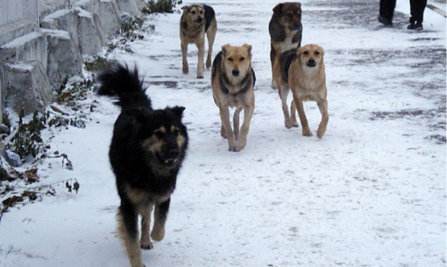 http://kavtoday.ru/files/user_11/01010101.jpg